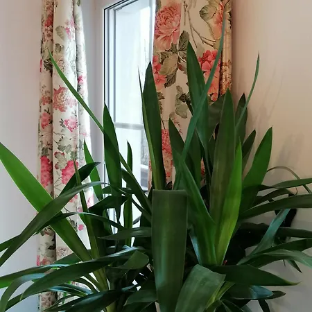 Alpenblumal Διαμέρισμα