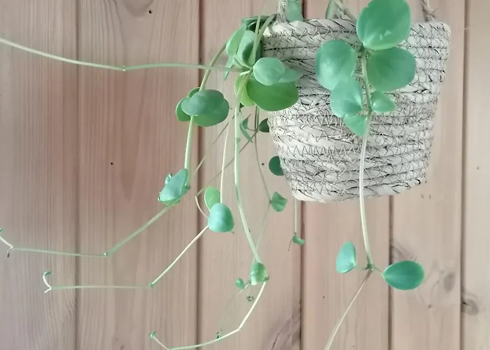 아파트 Alpenblumal 바드고이세른